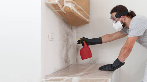 Basement Mold Remediation treatment on basement walls in Fountain Hills