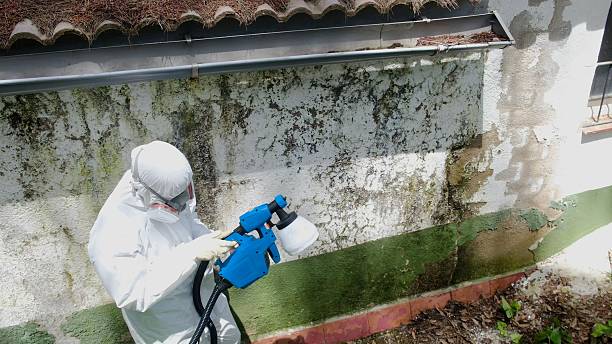 Mold Removal service in Fountain Hills